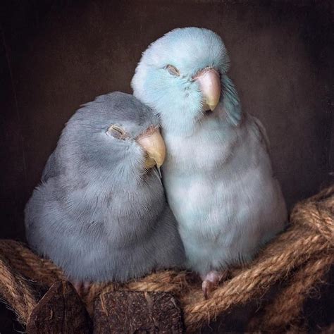 Bird Photography Captures the Love Between Pacific Parrotlets