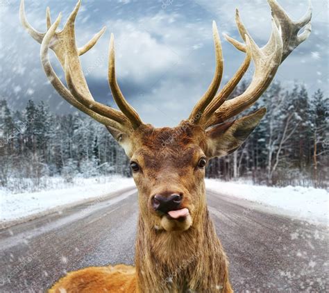 Deer with beautiful big horns on a winter country road — Stock Photo © nejron #36578821