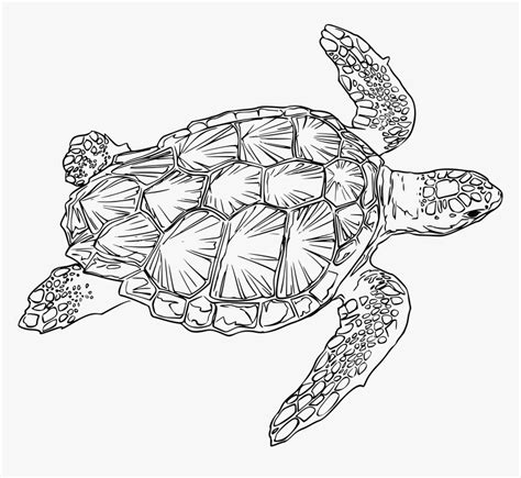 Loggerhead Turtle Clip Arts - Sea Turtle Line Art, HD Png Download ...