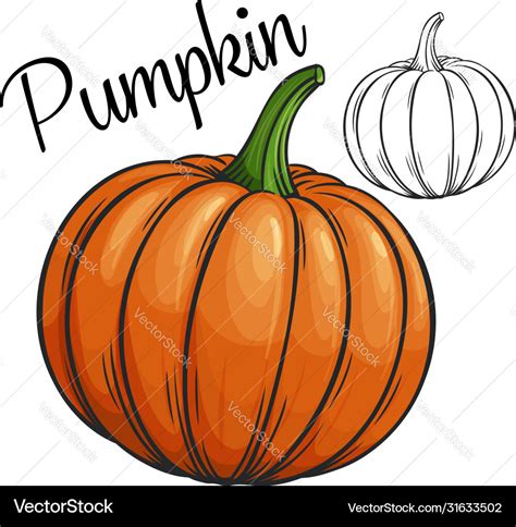 Pumpkin drawing icon Royalty Free Vector Image