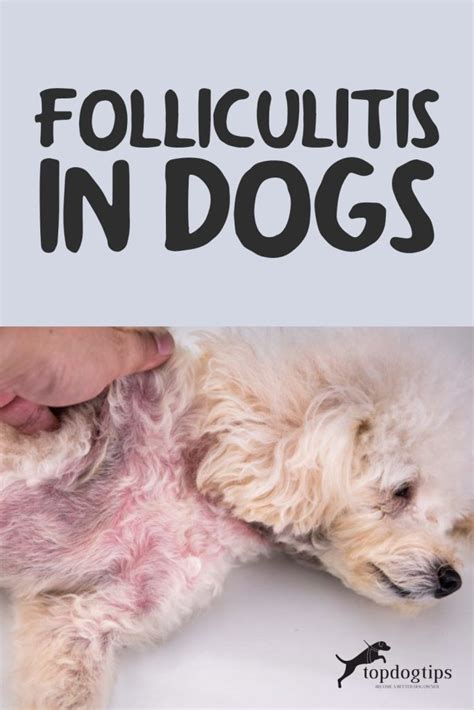 Folliculitis in Dogs: 10 Causes and How to Treat Them