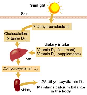 Vitamin D and Bone Health