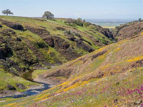 How to Take a Wildflower Hike on North Table Mountain in Oroville