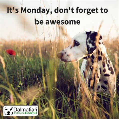 It's Monday, don't forget to be awesome! Monday quotes. Positivity. Dalmatian | Dalmatian dogs ...