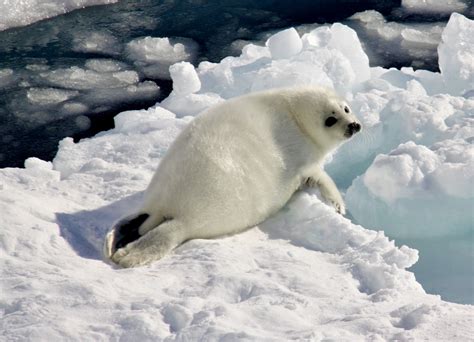 How do Arctic seal pups survive in the cold?