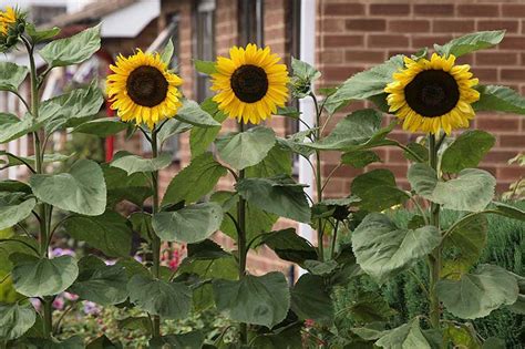 How To Grow Tall Sunflowers - Clinically proven to increase your height naturally. - Dxyppdcntx