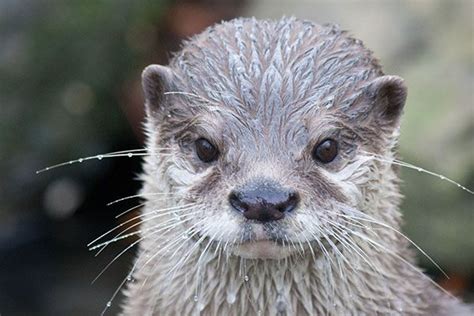 You Are Getting Sleepy... You Are Getting Very Sleepy... — The Daily Otter | Otters, Very sleepy ...