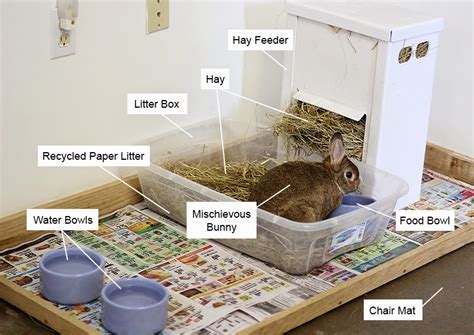 Rabbit Nation: Indoor Rabbit Cage Ideas