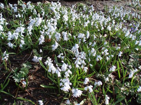 Striped Squill (Puschkinia) - Rotary Botanical Gardens