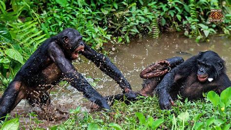 Bonobo Vs Chimpanzee - The Ultimate Fight (2022) - YouTube