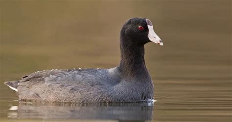 American Coot Identification, All About Birds, Cornell Lab of Ornithology