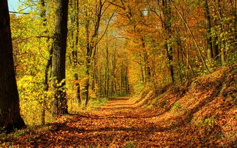 Autumn Trails Wallpapers - Wallpaper Cave