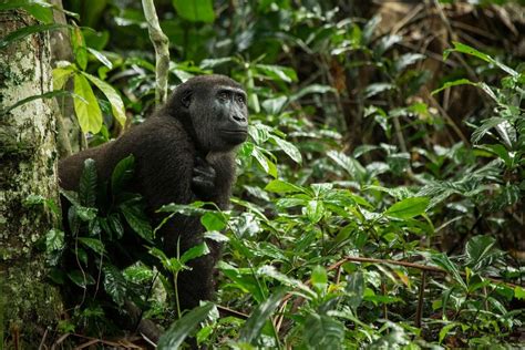 Wildlife Holidays in the Congo for 2024/25 - Naturetrek