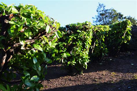 Green Shrubs Free Stock Photo - Public Domain Pictures