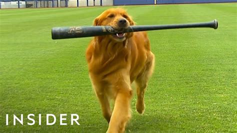 Dog Works As A Batboy At Baseball Games - YouTube