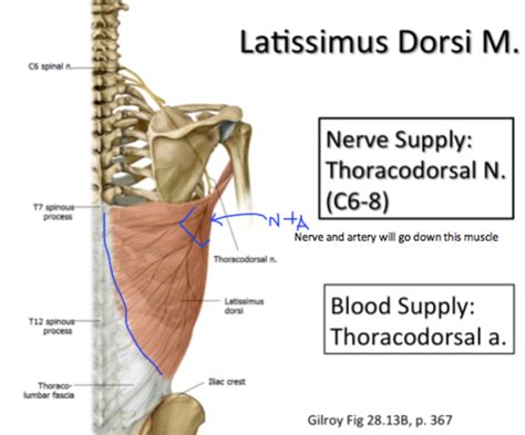 Latissimus Dorsi Insertion