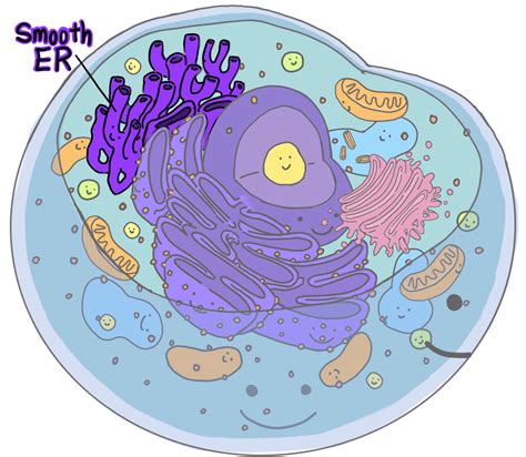 Smooth Endoplasmic Reticulum (SER) — Structure & Function - Expii