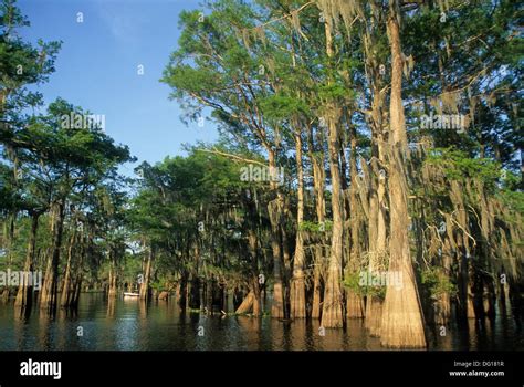 Atchafalaya Basin, Henderson, Louisiana, United States of America, Americas Stock Photo - Alamy