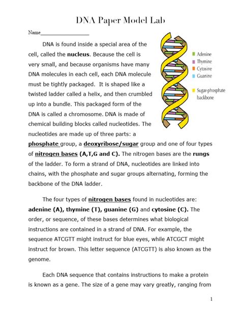 DNA Paper Model Lab 7R 2016 | PDF