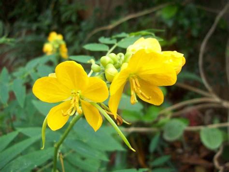 Color your garden with these top 4 monsoon flowers | Blog.Nurserylive ...