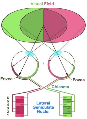 Lateral geniculate nucleus (LGN) | Brain for ai Wiki | Fandom