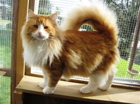 an orange and white cat standing on top of a wooden shelf next to a window