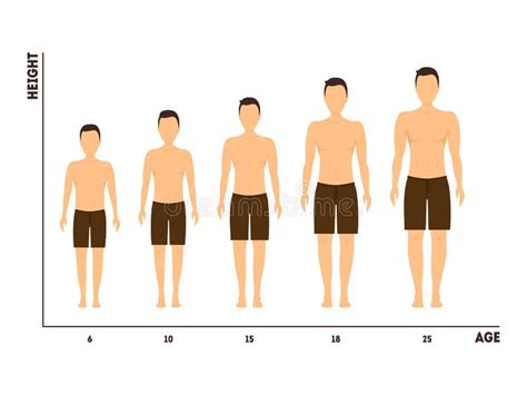 Height and Age Measurement of Growth from Boy To Man. Vector Stock Vector - Illustration of ...