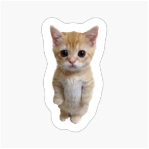 "El Gato Meme" Sticker for Sale by Cool-Casez | Redbubble