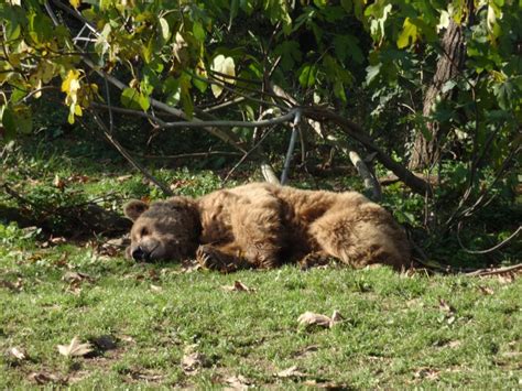 Special care for bears in Turkey - Bears in mind