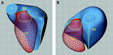 The right ventricle: anatomy, physiology and clinical imaging | Heart