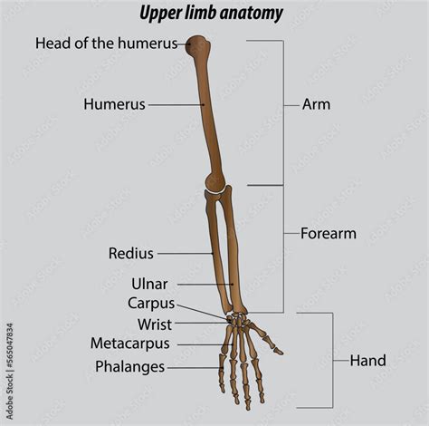 Arm forearm and hand bones drawing humerus radius ulna arm bones are labeled Stock Vector ...