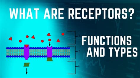 What Are Receptors? - FAQs