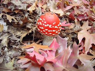 Red and white magic mushroom in Mt Lofty Botanic Gardens S… | Flickr