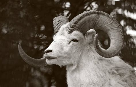 What Animal Sign Is an Aries? | LoveToKnow