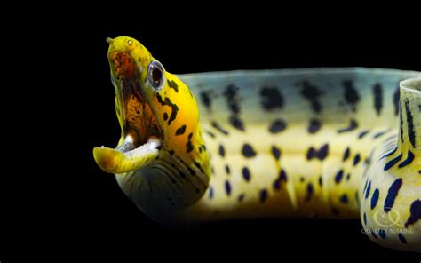 Yellow-Head Moray Eel - Quality Marine