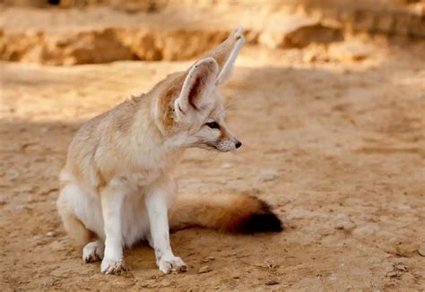 Desert Foxes | Species That Thrive in the Desert - All Things Foxes