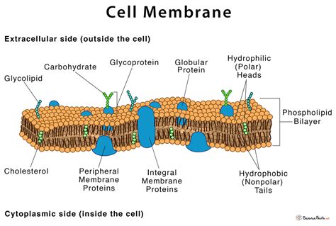Cell Membrane: Definition, Structure, & Functions with Diagram