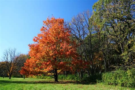 Fall Colors at Morton Arboretum, Lisle Stock Image - Image of botanic ...