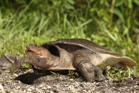 Softshell Turtle as a Pet | Rencana