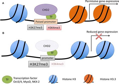 Frontiers | Chromatin Remodeling Proteins in Epilepsy: Lessons From CHD2-Associated Epilepsy ...