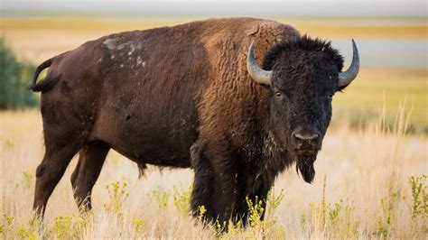 Celebrate National Bison Day - The Farm