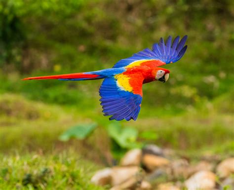 One of Costa Rica's Most Beautiful Birds. . the Scarlet Macaw or "Lapas ...