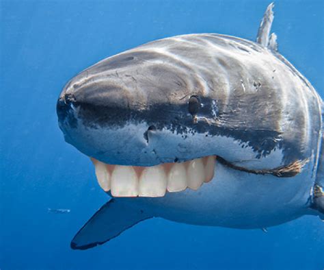 Sharks have got Human Teeth