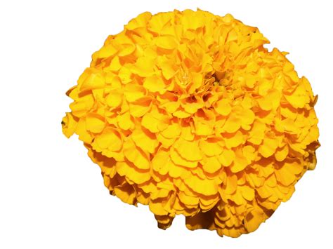 Mexican marigold Flower Yellow - Yellow marigold png download - 1200* ...