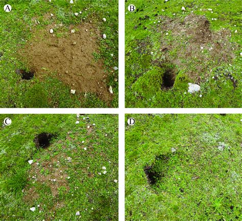 Four successional stages of Himalayan marmot (Marmota himalayana ...