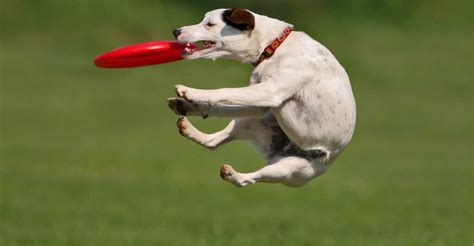 Intro to Canine Frisbee Training | Tucker Pup's Pet Resort