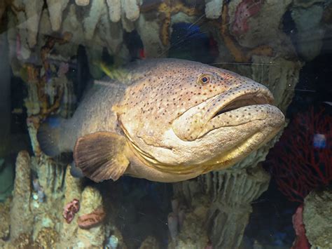 Goliath Grouper - New England Aquarium