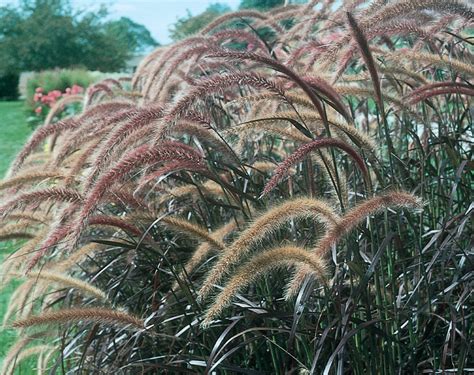 Graceful Grasses® Purple Fountain Grass Pennisetum Setaceum 'Rubrum' | ubicaciondepersonas.cdmx ...