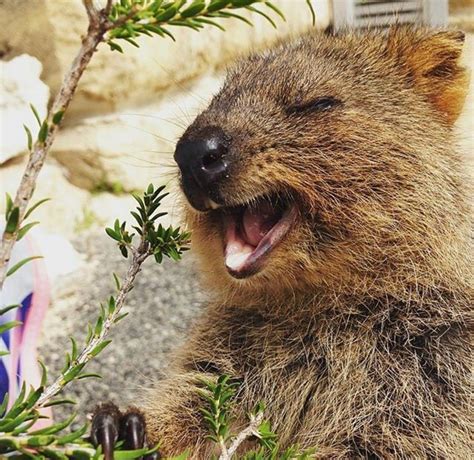 Laughing Quokka | Quokka animal, Quokka, Happy animals