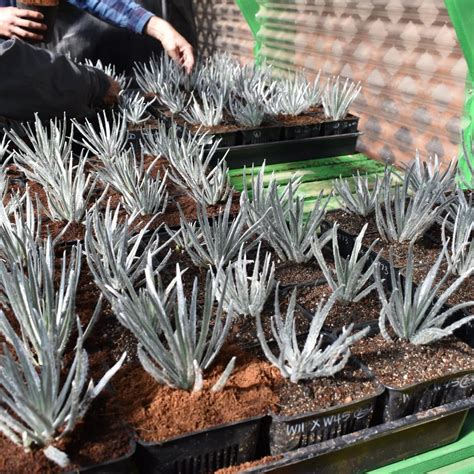 State and University of Hawai‘i at Hilo partner to re-establish Maunakea’s silversword plant ...